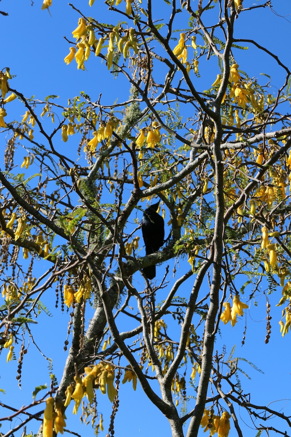 Kōwhai plant