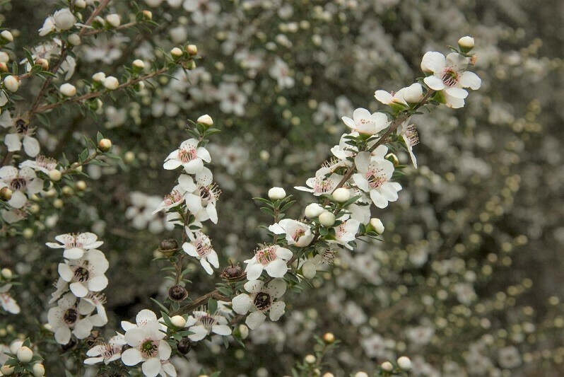 Mānuka plant