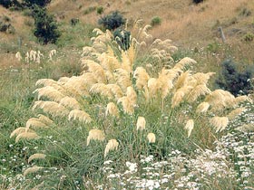 Toetoe plant